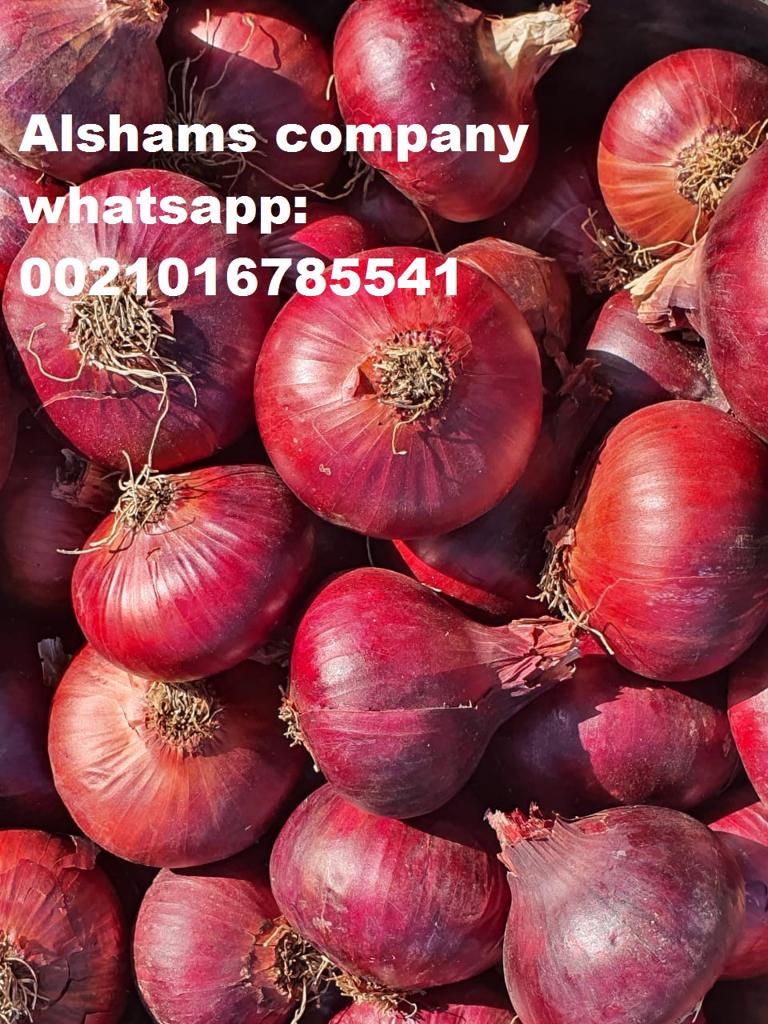 Product image - Hello, We  Export all agricultural crops with  Good Quality And Low Price 💰. 
Now available ( red & golden  onions ) 🧅
specification  :
Packing : 25 kilo per mesh bag 
Class 1 💯
Container 40 ft refer take 29 tons
If You Buyer Interested, Pls Feel Free To Contact Us.
From :- Alshams for general import and export 
      mrs  : donia mostafa 
📲Call & Whatsapp Me : +201016785541
📧Email : alshams.info@yahoo.com